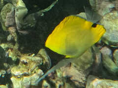 Forcipiger longirostris