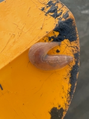 Pentamera pulcherrima