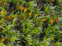 Racomitrium heterostichum