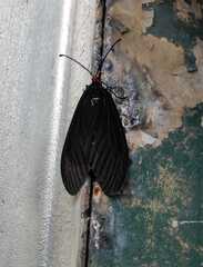 Histia flabellicornis