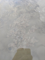 Pentamera pulcherrima