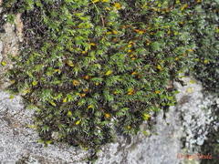 Racomitrium heterostichum