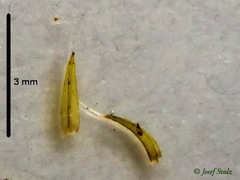 Racomitrium heterostichum