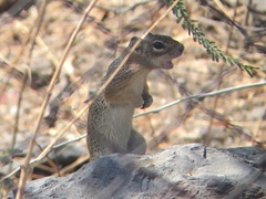 Notocitellus adocetus