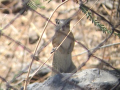 Notocitellus adocetus