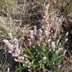 Erica erigena