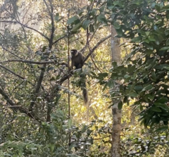 Eulemur cinereiceps