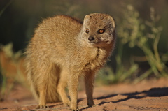 Cynictis penicillata