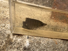 Osphronemus goramy