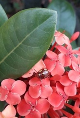 Stilodes flavosignata