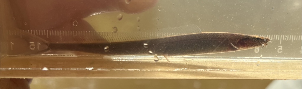 Forktail Loach
