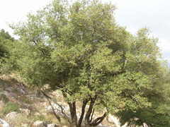 Quercus ithaburensis