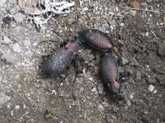 Carabus smaragdinus