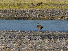Stercorarius skua