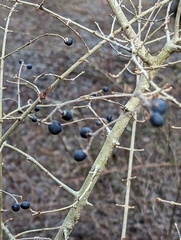 Ligustrum obtusifolium