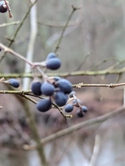 Ligustrum obtusifolium