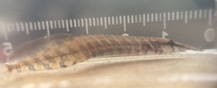 Macrognathus tapirus