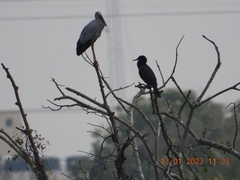 Phalacrocorax fuscicollis