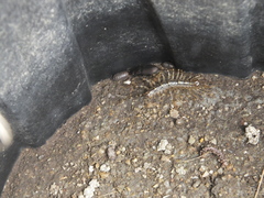 Thereuonema tuberculata