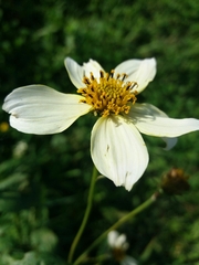 Bidens aurea