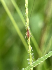 Conocephalus maculatus