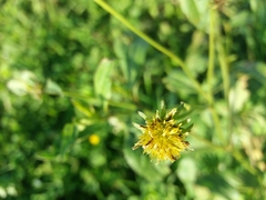 Bidens aurea