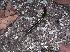 Scolopendridae