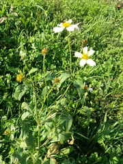 Bidens aurea