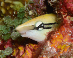 Aspidontus taeniatus