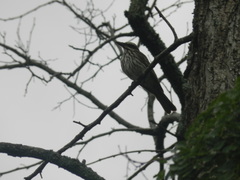 Myiodynastes maculatus