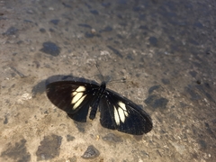 Altinote ozomene nox