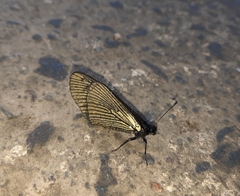 Altinote ozomene nox