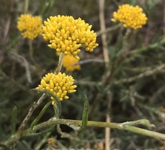 Helichrysum cymosum