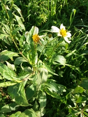 Bidens aurea