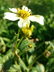 Bidens aurea
