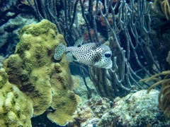 Lactophrys bicaudalis
