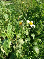 Bidens aurea