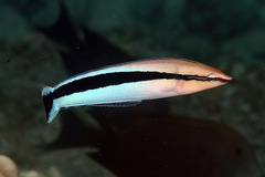 Aspidontus taeniatus