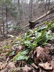Asplenium scolopendrium americanum