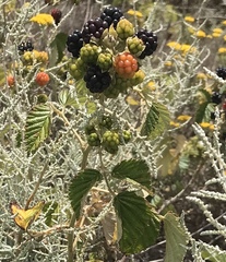 Rubus rigidus