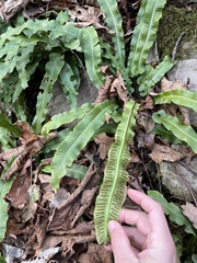 Asplenium scolopendrium americanum