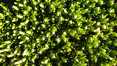 Baccharis magellanica