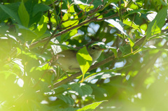 Acrocephalus dumetorum