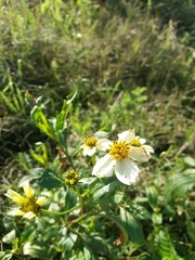 Bidens aurea