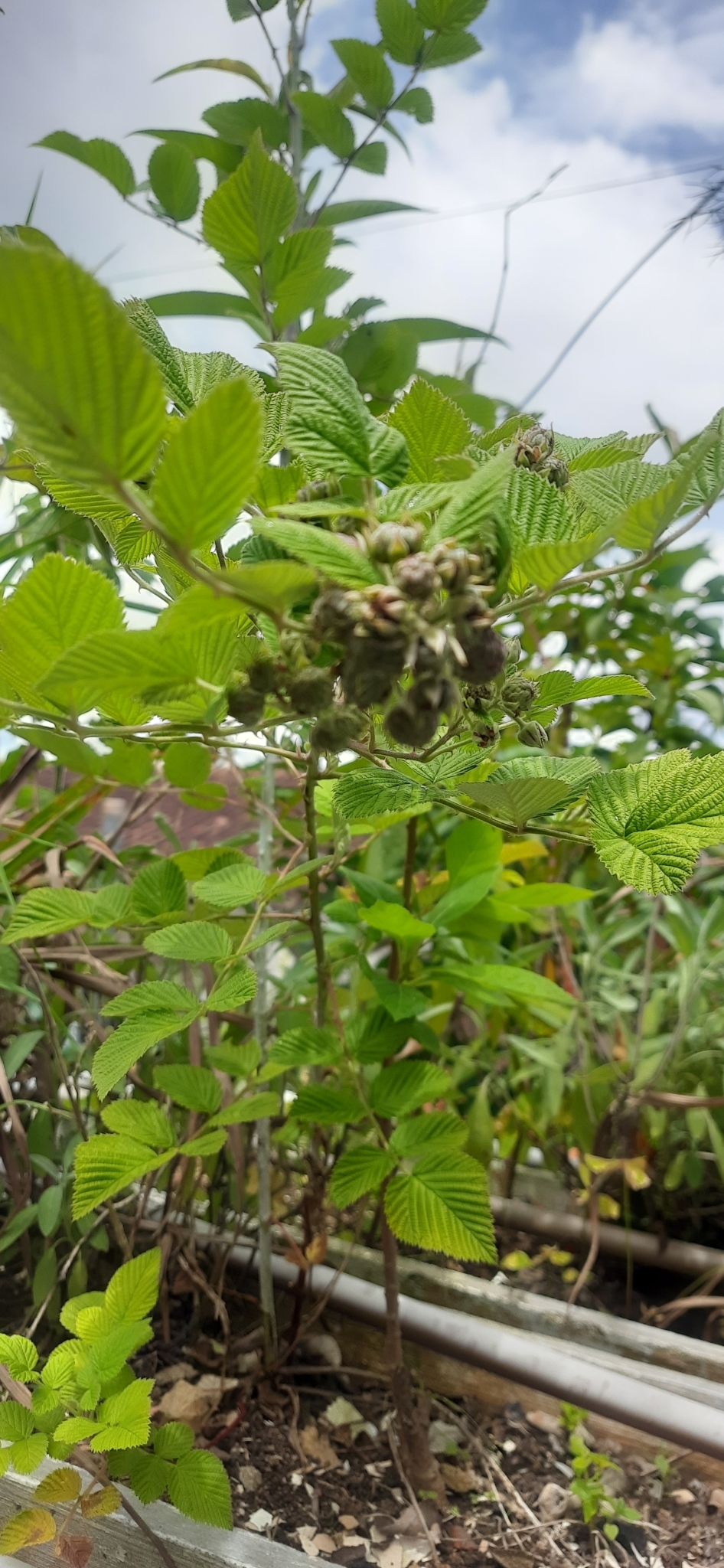 Rubus niveus