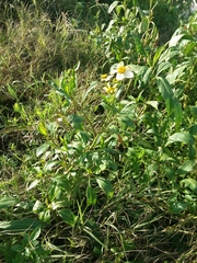 Bidens aurea