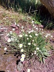 Rhodanthe anthemoides