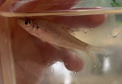 Cyclocheilichthys repasson