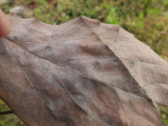 Pseudocercospora kaki
