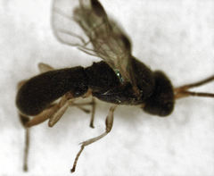 Ascogaster